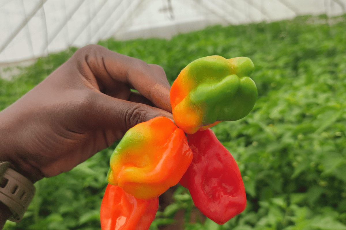 Pepers grown in greenhouse cultivation under hot climates.png